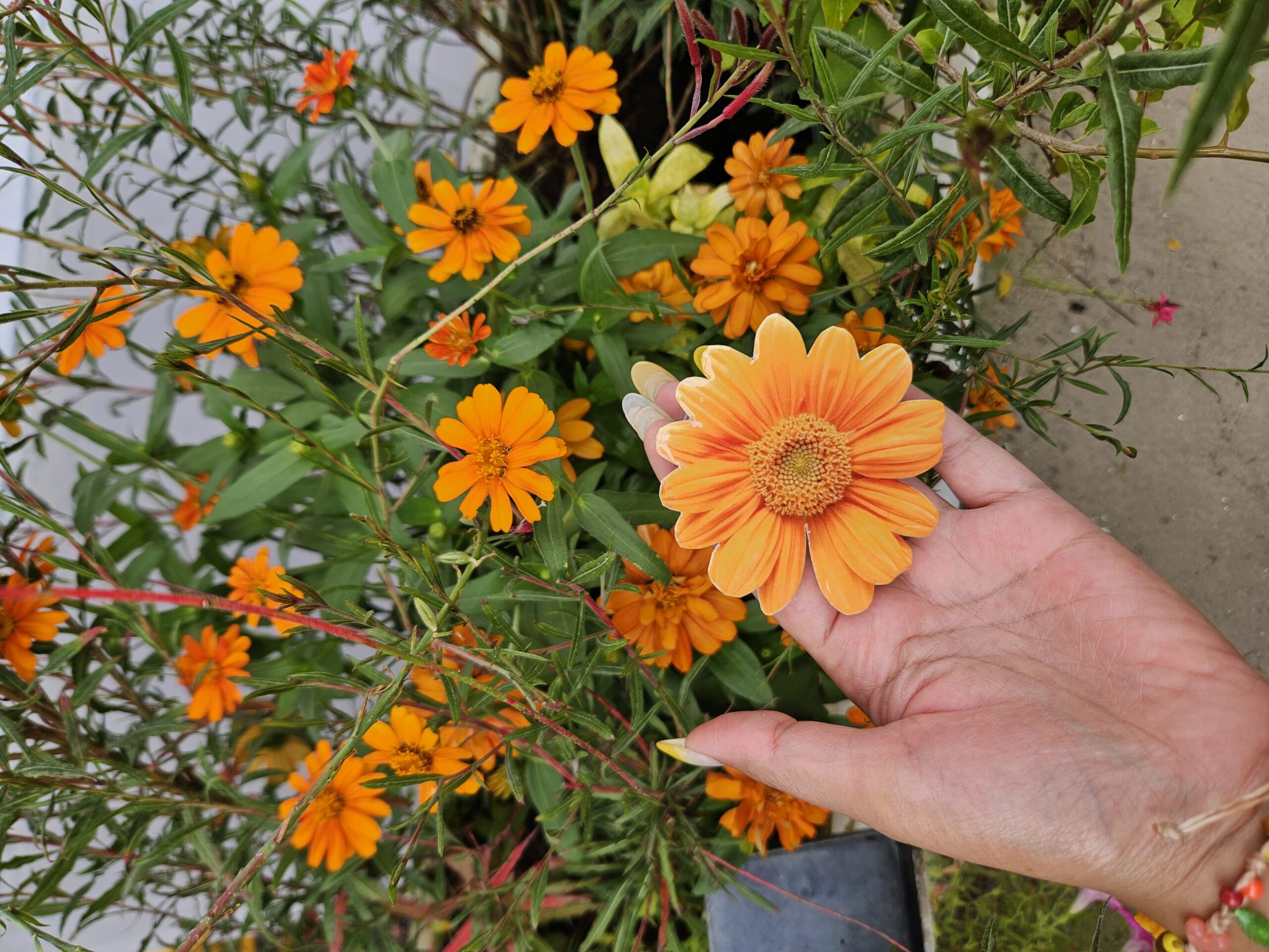 ดอกเยอบีร่าสีส้ม 🌼 6