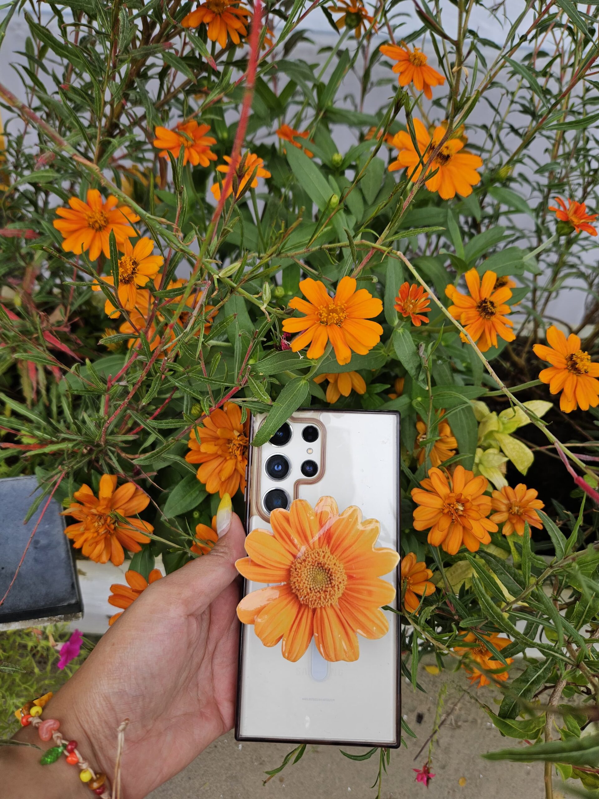 ดอกเยอบีร่าสีส้ม 🌼 5
